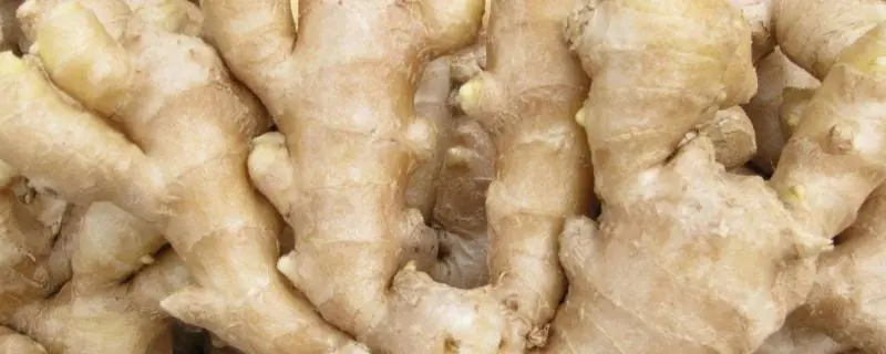 老姜什么时候种植最好，管理的流程